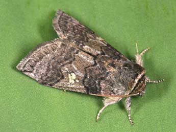 Tethea or D. & S. adulte - �Philippe Mothiron