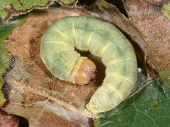  Chenille de Tethea or D. & S. - �Philippe Mothiron