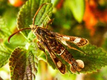 Chamaesphecia osmiaeformis H.-S. adulte - �Alexandre Cr�gu