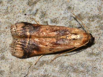 Euzophera osseatella Tr. adulte - �David Renoult