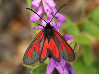 Zygaena osterodensis Reiss adulte - �Lionel Taurand