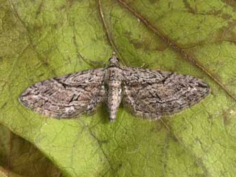 Eupithecia oxycedrata Rbr adulte - �Philippe Mothiron