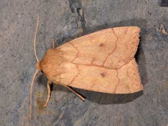 Enargia paleacea Esp. adulte - �Philippe Mothiron