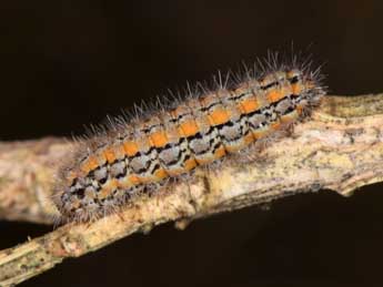  Chenille de Manulea palliatella Scop. - �Philippe Mothiron