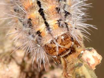  Chenille de Manulea palliatella Scop. - �Philippe Mothiron