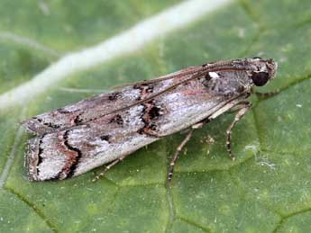 Pempelia palumbella D. & S. adulte - �Lionel Taurand