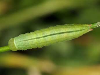  Chenille de Coenonympha pamphilus L. - �Wolfgang Wagner, www.pyrgus.de