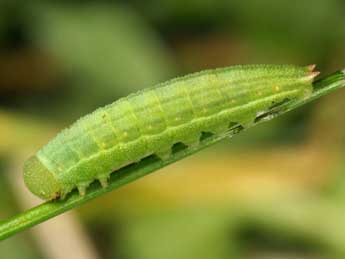 Chenille de Coenonympha pamphilus L. - �Wolfgang Wagner, www.pyrgus.de