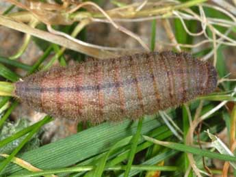  Chenille de Erebia pandrose Bkh. - �Wolfgang Wagner, www.pyrgus.de