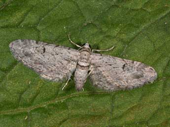 Eupithecia pauxillaria Bsdv. adulte - �Philippe Mothiron