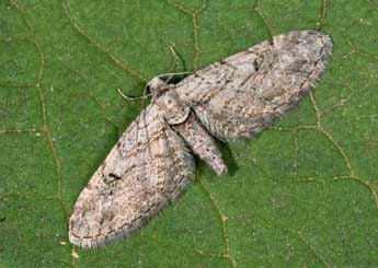 Eupithecia pauxillaria Bsdv. adulte - �Philippe Mothiron