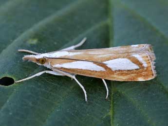 Catoptria permutatellus H.-S. adulte - �Lionel Taurand