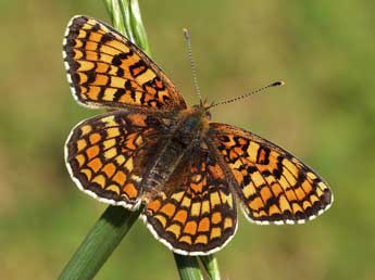 Melitaea phoebe D. & S. adulte - �Lionel Taurand