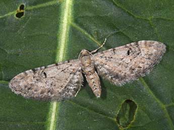 Eupithecia pimpinellata Hb. adulte - �Philippe Mothiron