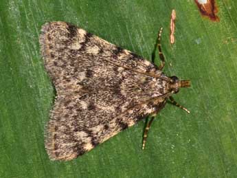 Aglossa pinguinalis L. adulte - �Philippe Mothiron