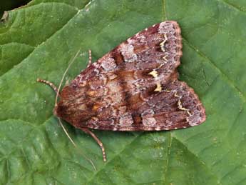 Ceramica pisi L. adulte - �Lionel Taurand