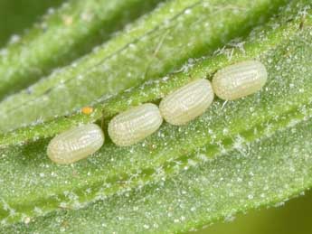  Oeuf de Eurranthis plummistaria Vill. - �Philippe Mothiron