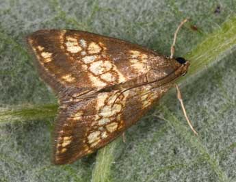 Evergestis politalis D. & S. adulte - �Philippe Mothiron