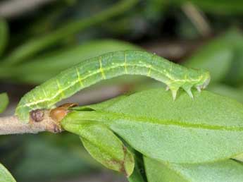  Chenille de Trichopteryx polycommata D. & S. - �Wolfgang Wagner, www.pyrgus.de