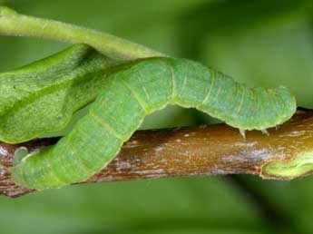  Chenille de Trichopteryx polycommata D. & S. - �Wolfgang Wagner, www.pyrgus.de