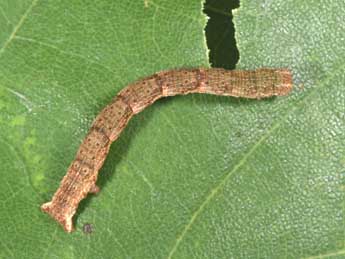  Chenille de Cyclophora porata L. - �Philippe Mothiron