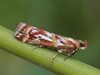 Acrobasis porphyrella Dup. adulte - �Lionel Taurand