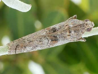 Phycita poteriella Z. adulte - �Friedmar Graf
