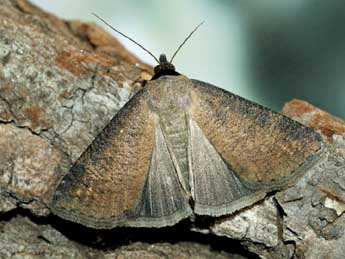 Lygephila procax Hb. adulte - �Helmut Deutsch