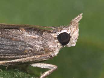 Epischnia prodromella Hb. adulte - �Philippe Mothiron