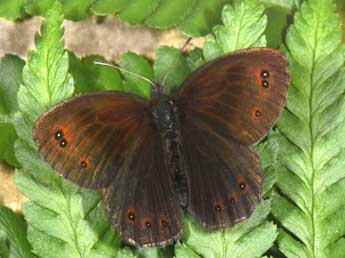 Erebia pronoe Esp. adulte - �Philippe Mothiron