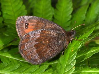 Erebia pronoe Esp. adulte - �Philippe Mothiron