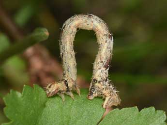  Chenille de Eulithis prunata L. - �Philippe Mothiron
