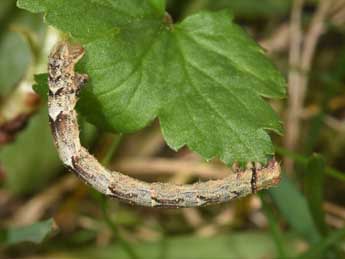  Chenille de Eulithis prunata L. - �Philippe Mothiron