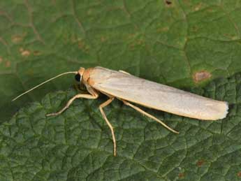 Manulea pseudocomplana Danl. adulte - �Philippe Mothiron