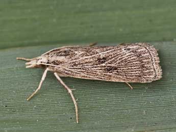 Chilo pulverosellus Rag. adulte - �Lionel Taurand