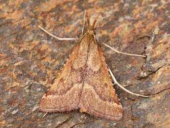 Synaphe punctalis F. adulte - �Lionel Taurand