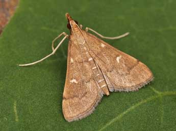 Dolicharthria punctalis D. & S. adulte - �Lionel Taurand