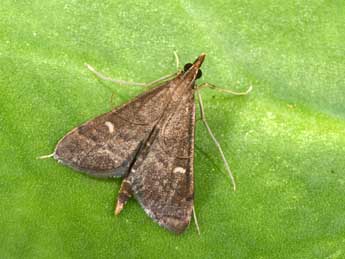 Dolicharthria punctalis D. & S. adulte - �Philippe Mothiron