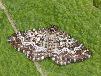 Epirrhoe pupillata Thnbg adulte - �Philippe Mothiron