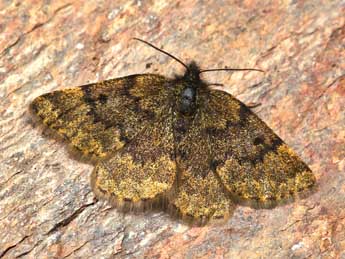 Psodos pyrenaica Schaw. adulte - �Lionel Taurand