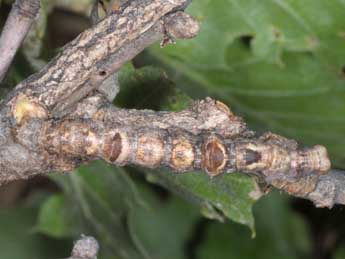  Chenille de Ennomos quercaria Hb. - �Wolfgang Wagner, www.pyrgus.de