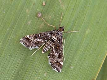 Diasemiopsis ramburialis Dup. adulte - �Lionel Taurand