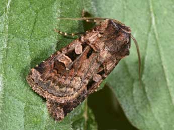 Euxoa recussa Hb. adulte - �Philippe Mothiron