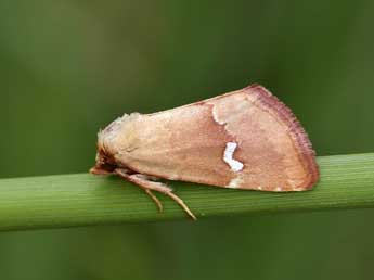 Haemerosia renalis Hb. adulte - �Lionel Taurand