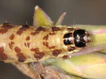  Chenille de Haemerosia renalis Hb. - �Wolfgang Wagner, www.pyrgus.de