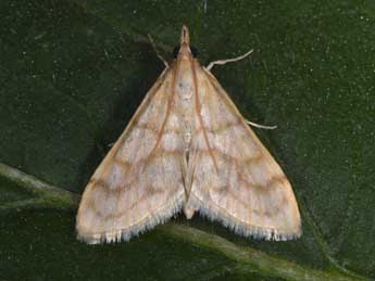 Paracorsia repandalis D. & S. adulte - �Philippe Mothiron