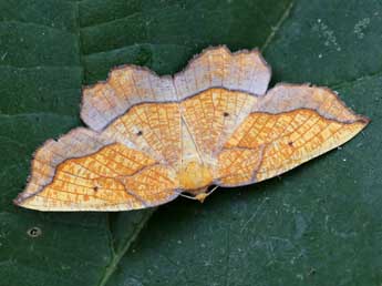 Epione repandaria Hfn. adulte - �Lionel Taurand