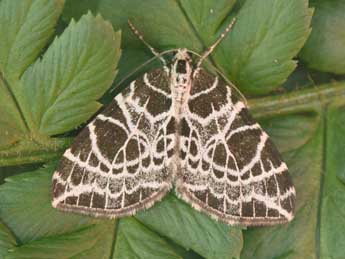 Eustroma reticulata D. & S. adulte - �Philippe Mothiron