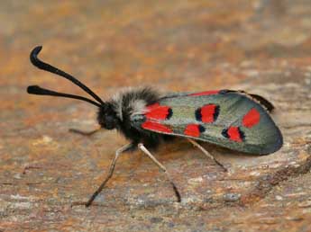 Zygaena rhadamanthus Esp. adulte - �Lionel Taurand