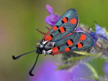Zygaena rhadamanthus Esp. adulte - �Philippe Mothiron